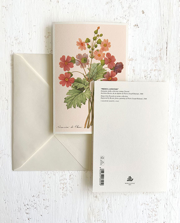 Card "Primula Sinensis"