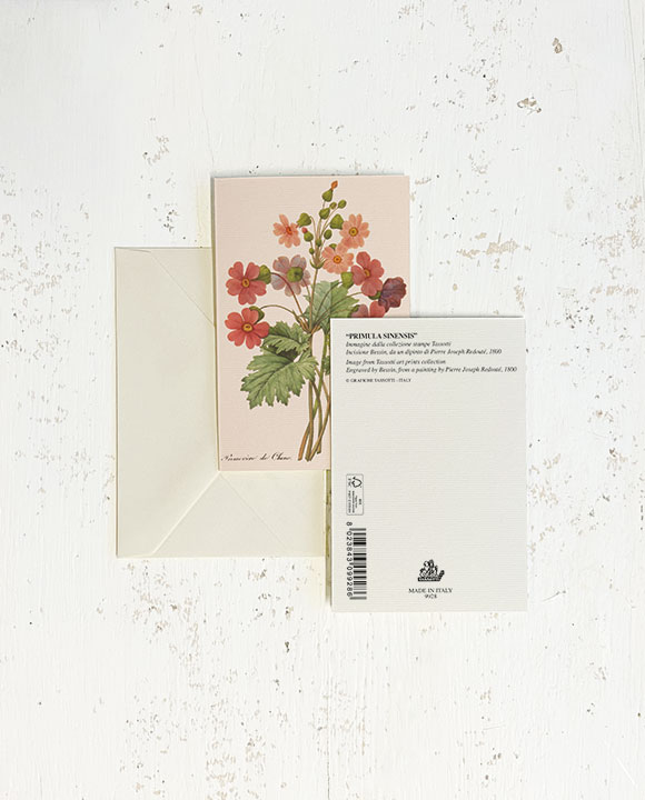 Card "Primula Sinensis"