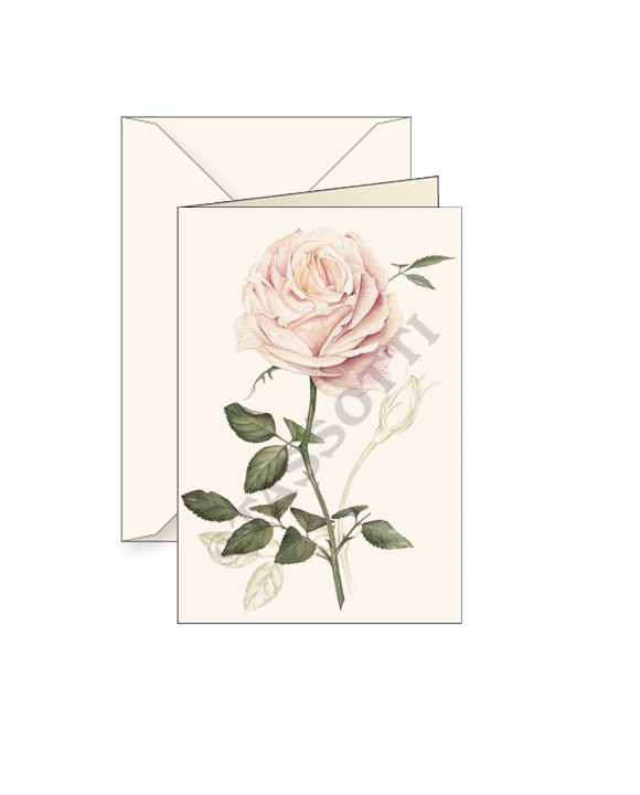 Tarjeta "Rosa rosa"