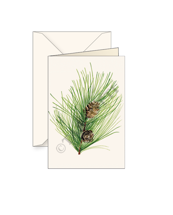 Card "Pinus Cembra"