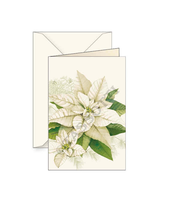 Card "Poinsezia Bianca"