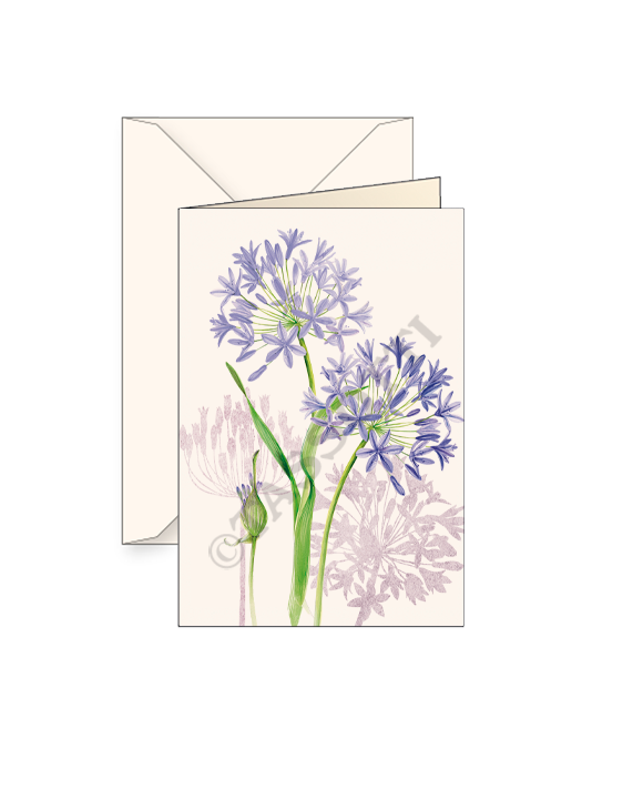 Tarjeta "Agapanthus fioriti"