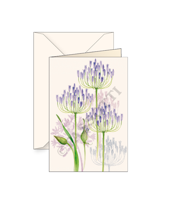 Agapanthus