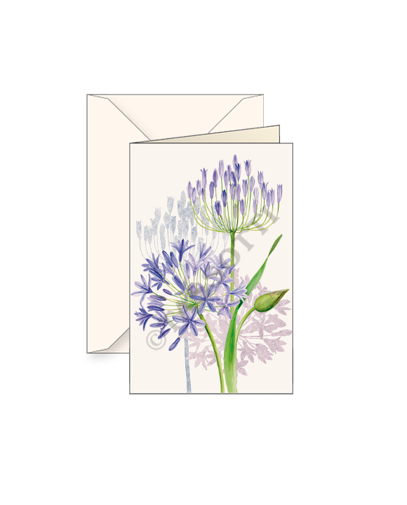 Agapanthus