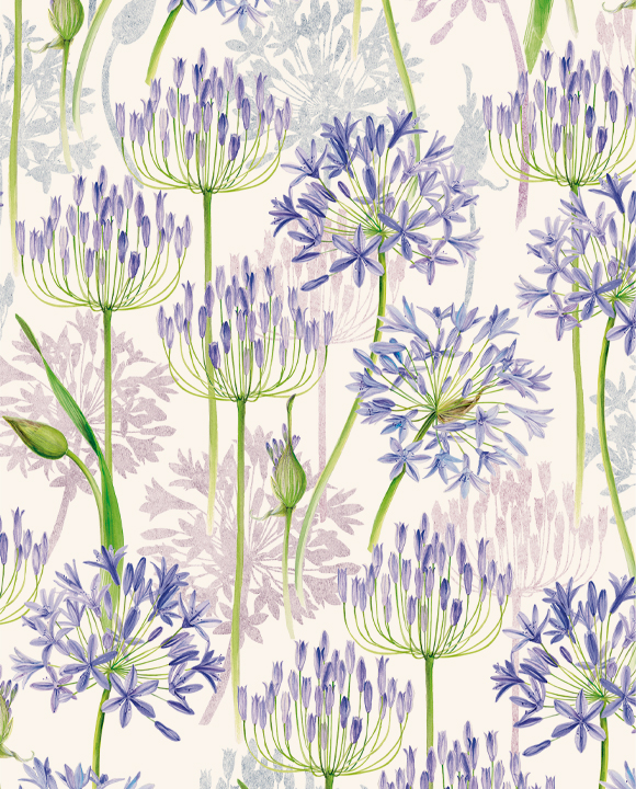 Agapanthus